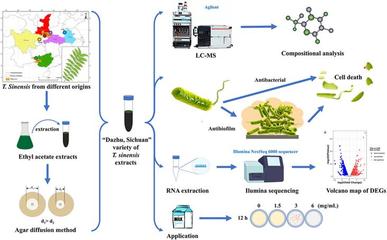 生命科學(xué)學(xué)院夏險(xiǎn)副教授團(tuán)隊(duì)于國際TOP期刊發(fā)表重要研究成果，引領(lǐng)自然科學(xué)前沿探索
